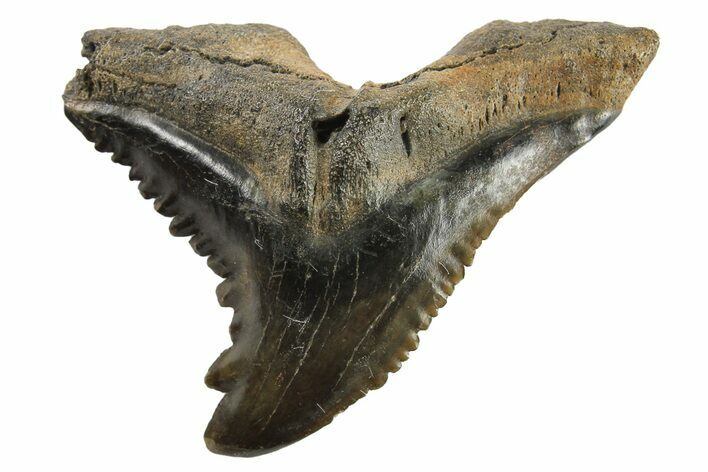Snaggletooth Shark (Hemipristis) Tooth - South Carolina #295772